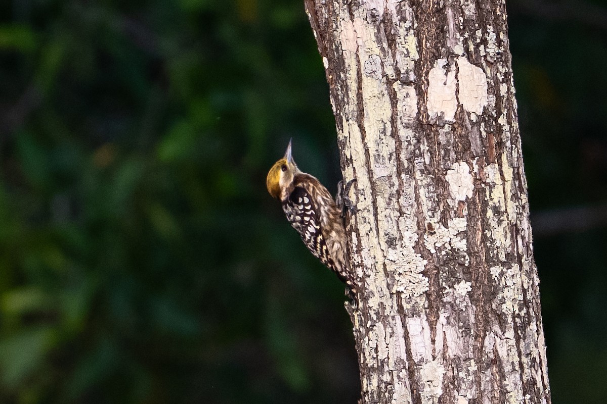 Pico Mahratta - ML647008673