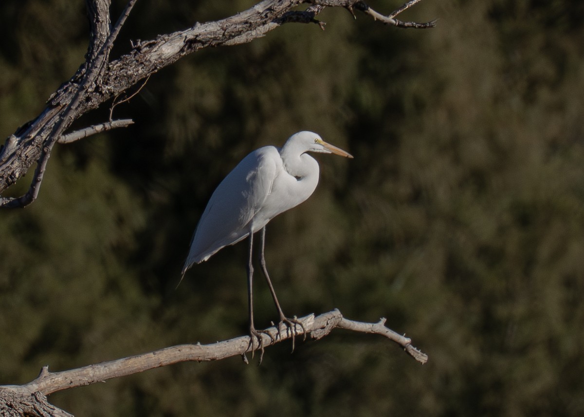Snowy Egret - ML647008686