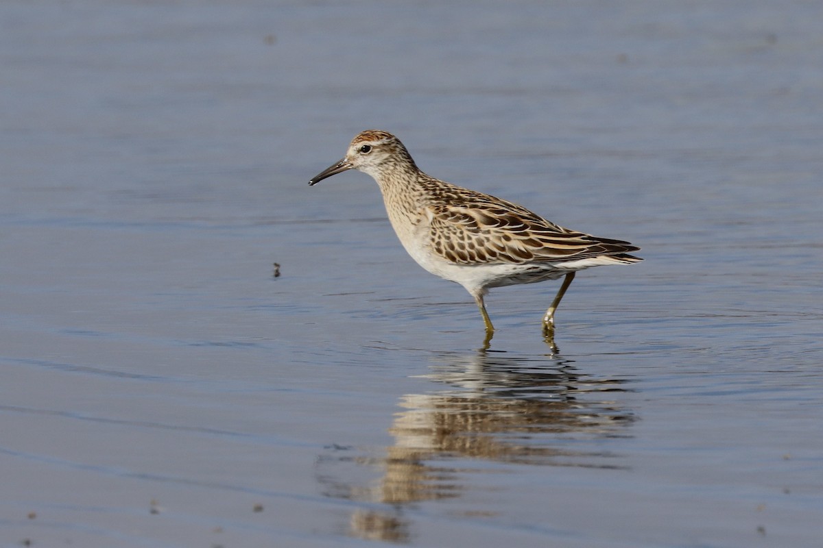 Sharp-tailed Sandpiper - ML647008687