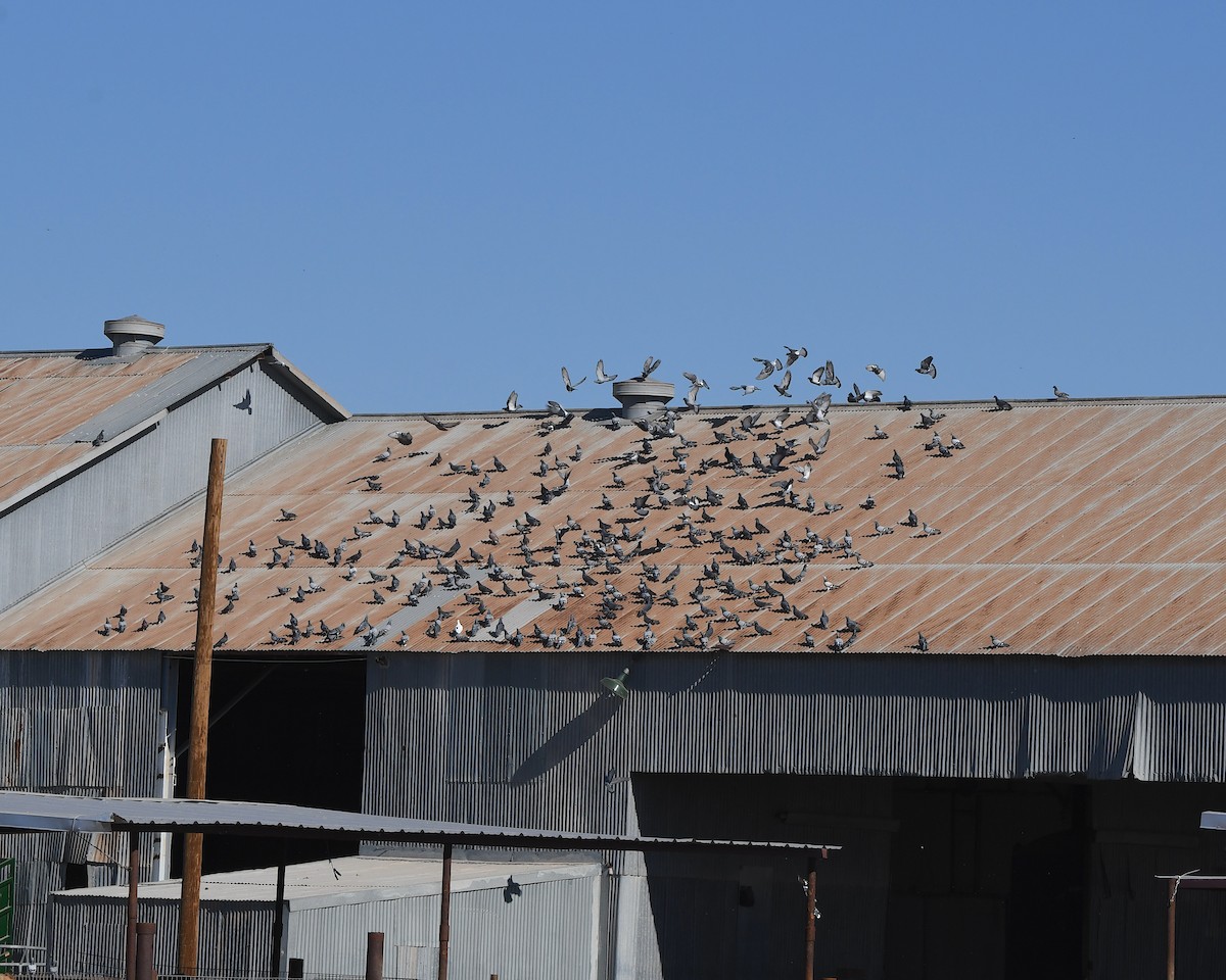 Paloma Bravía (variedad doméstica) - ML647008688