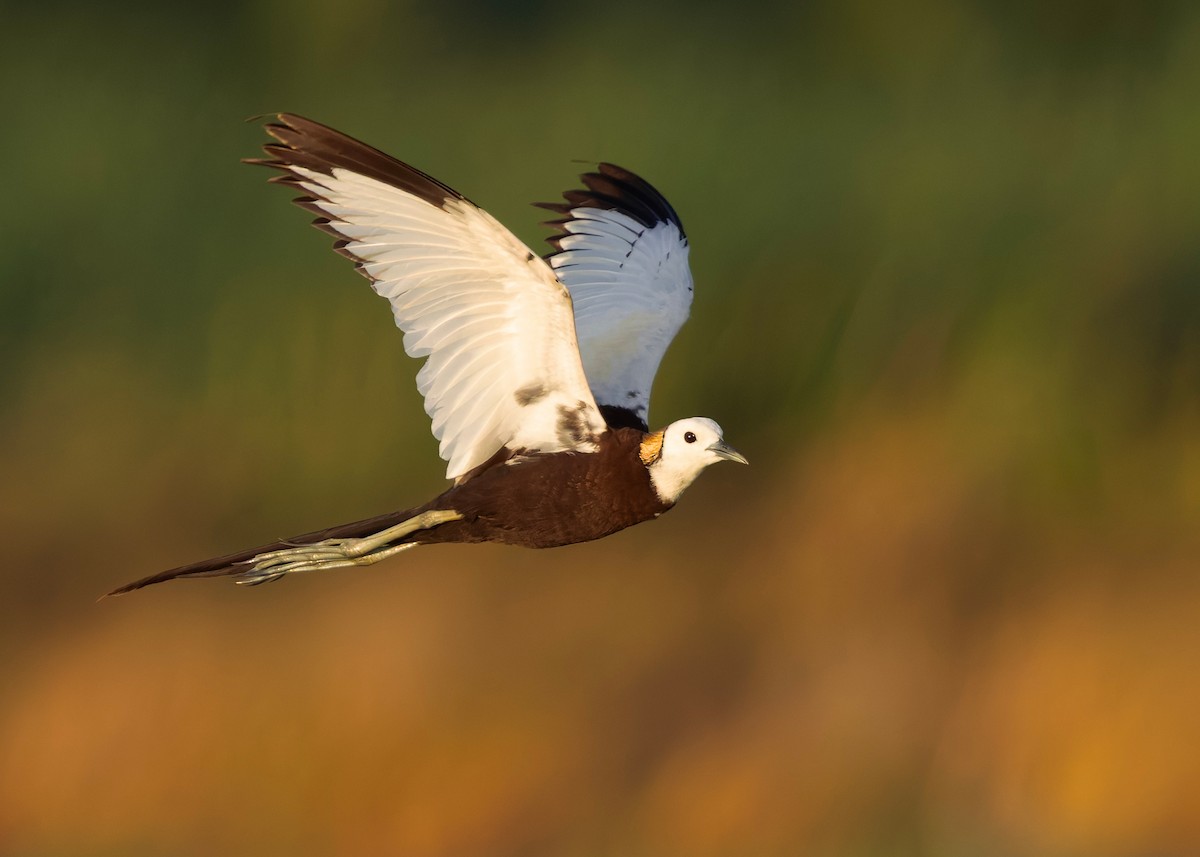 Jacana Colilarga - ML647008689