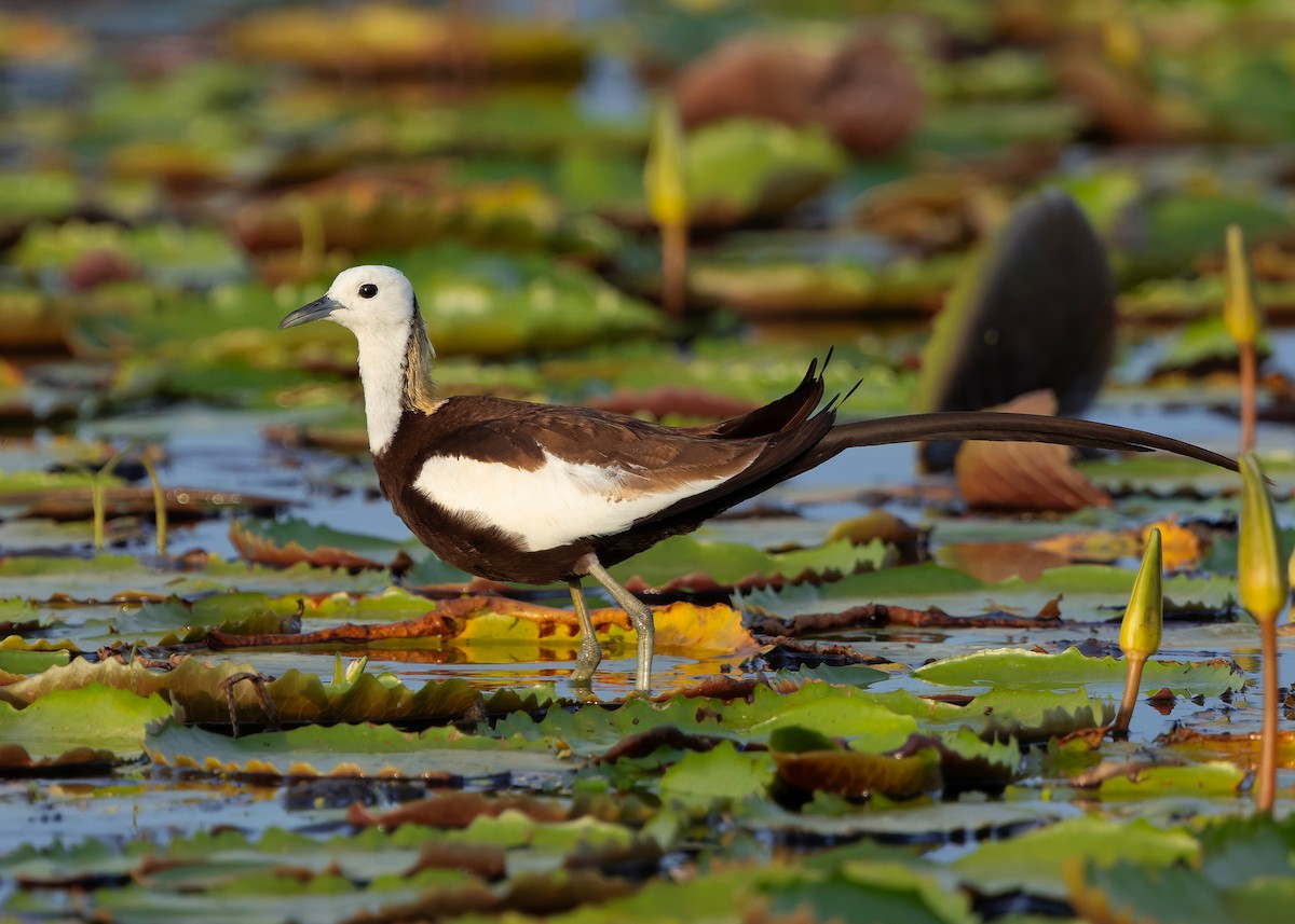 Jacana Colilarga - ML647008690