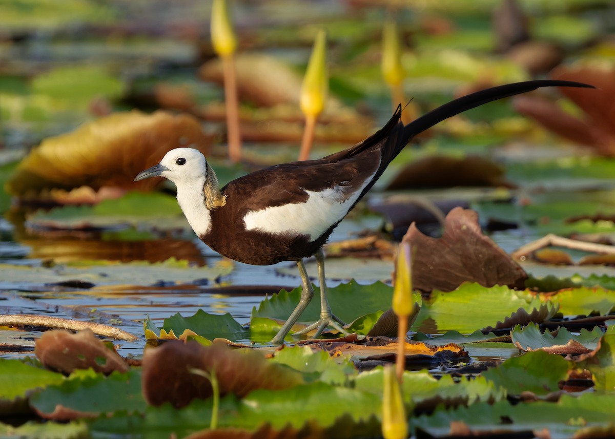 Jacana Colilarga - ML647008691