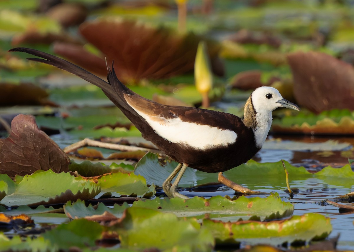 Jacana Colilarga - ML647008692