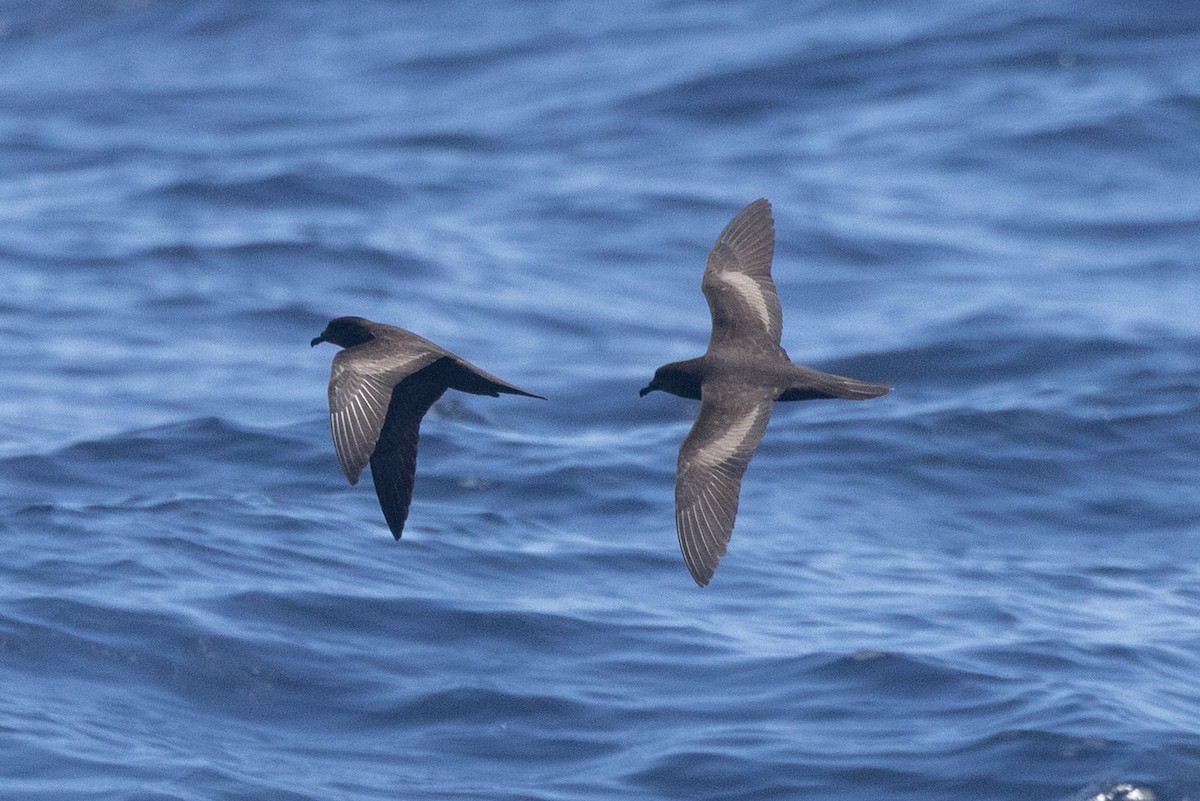 Petrel de Bulwer - ML647008694