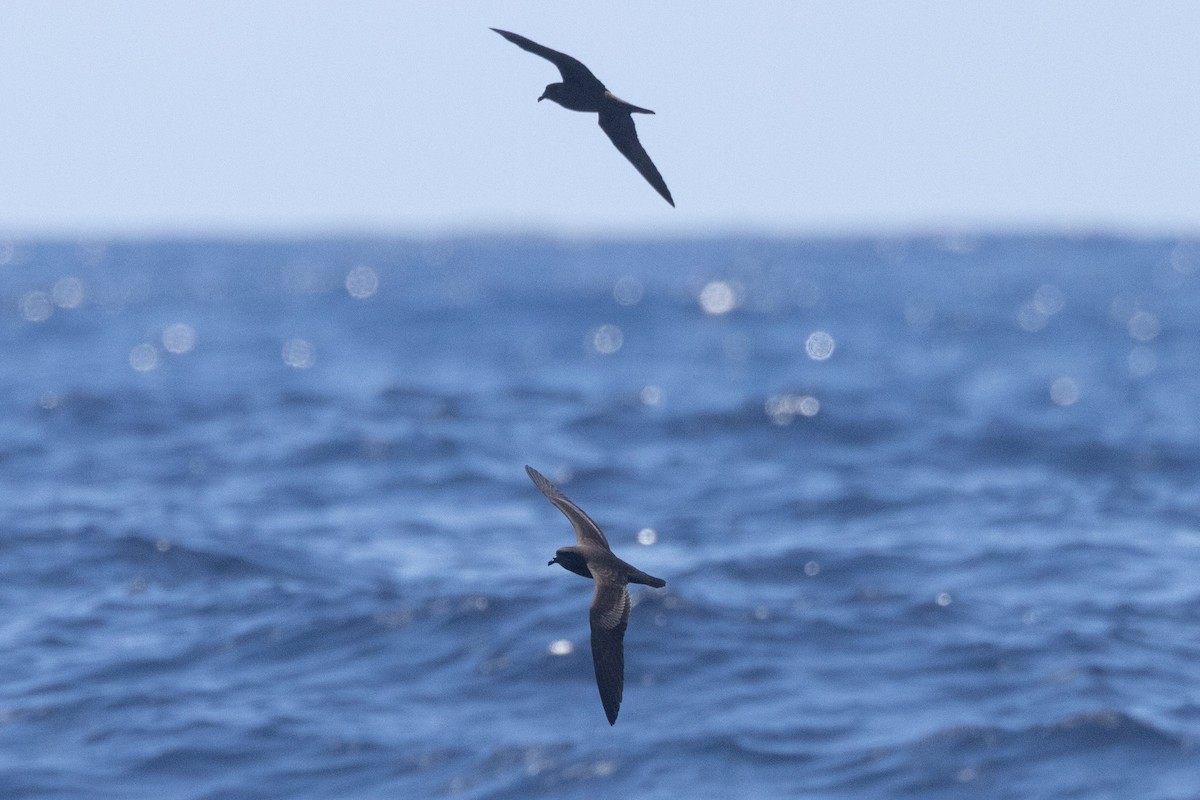 Petrel de Bulwer - ML647008695