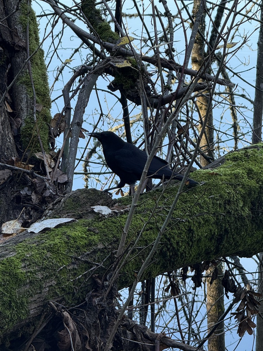 American Crow - ML647008697