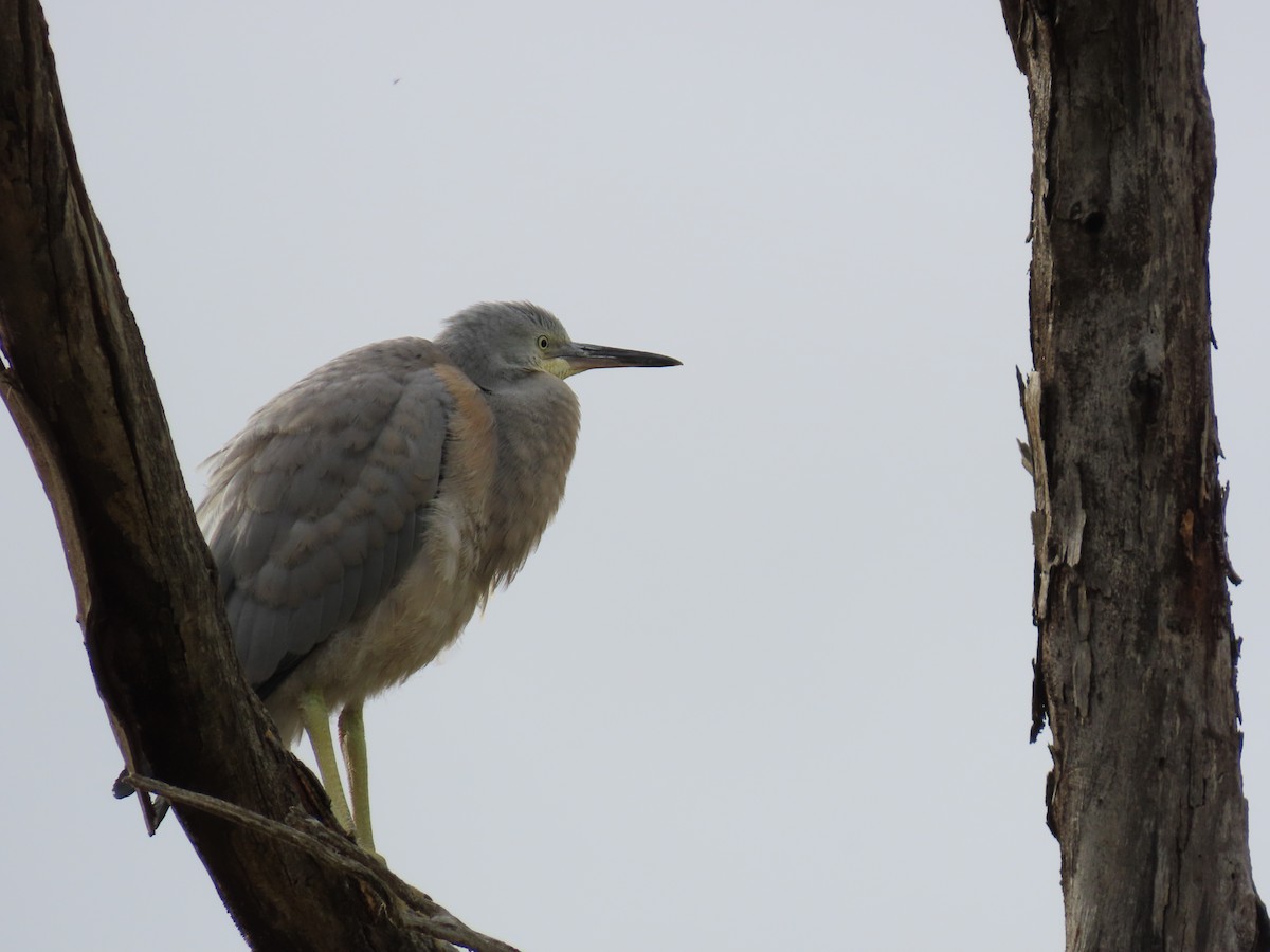Weißwangenreiher - ML647008700