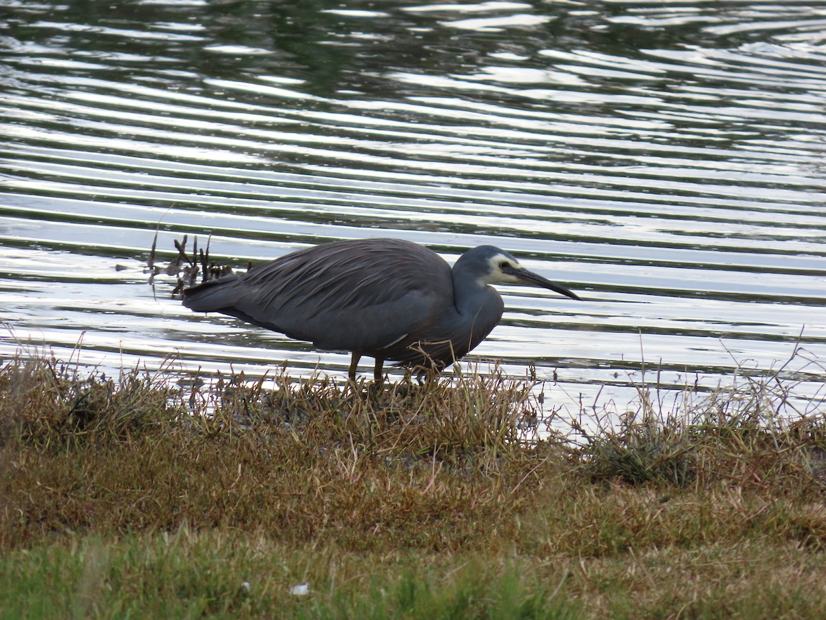 Weißwangenreiher - ML647008702