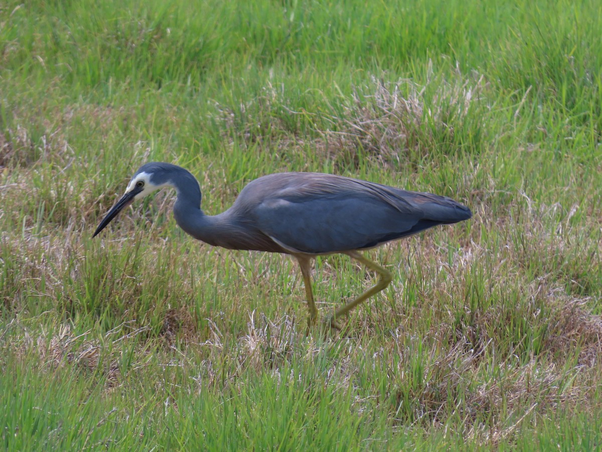 Weißwangenreiher - ML647008703