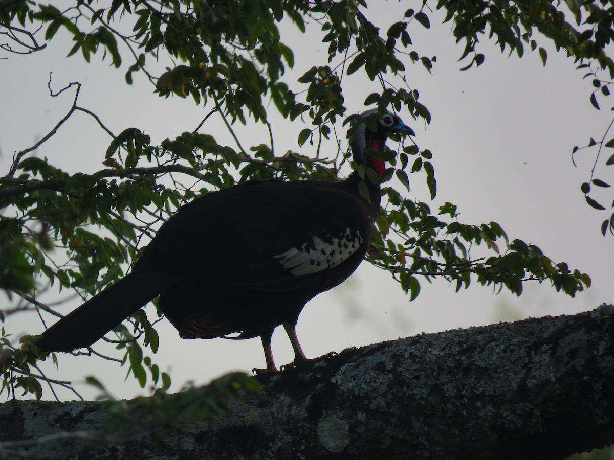 Schwarzmaskenguan - ML647008709