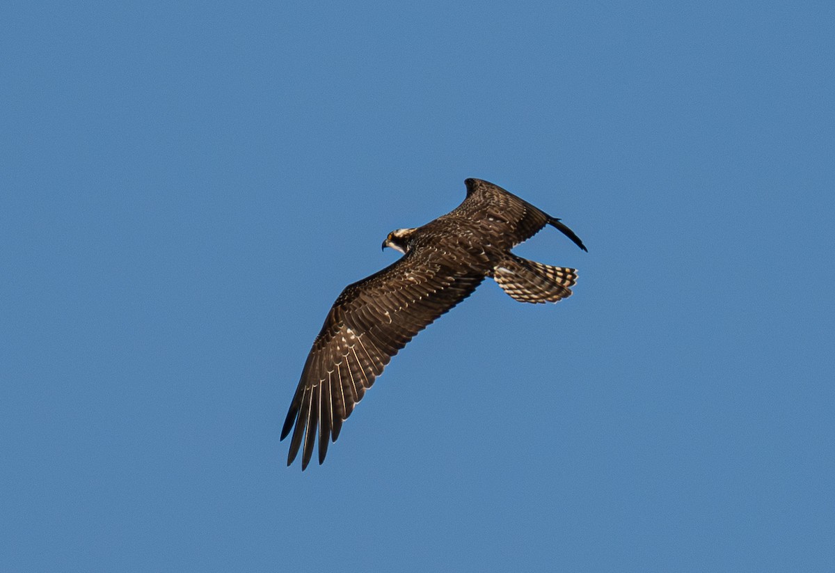 Osprey - ML647008721