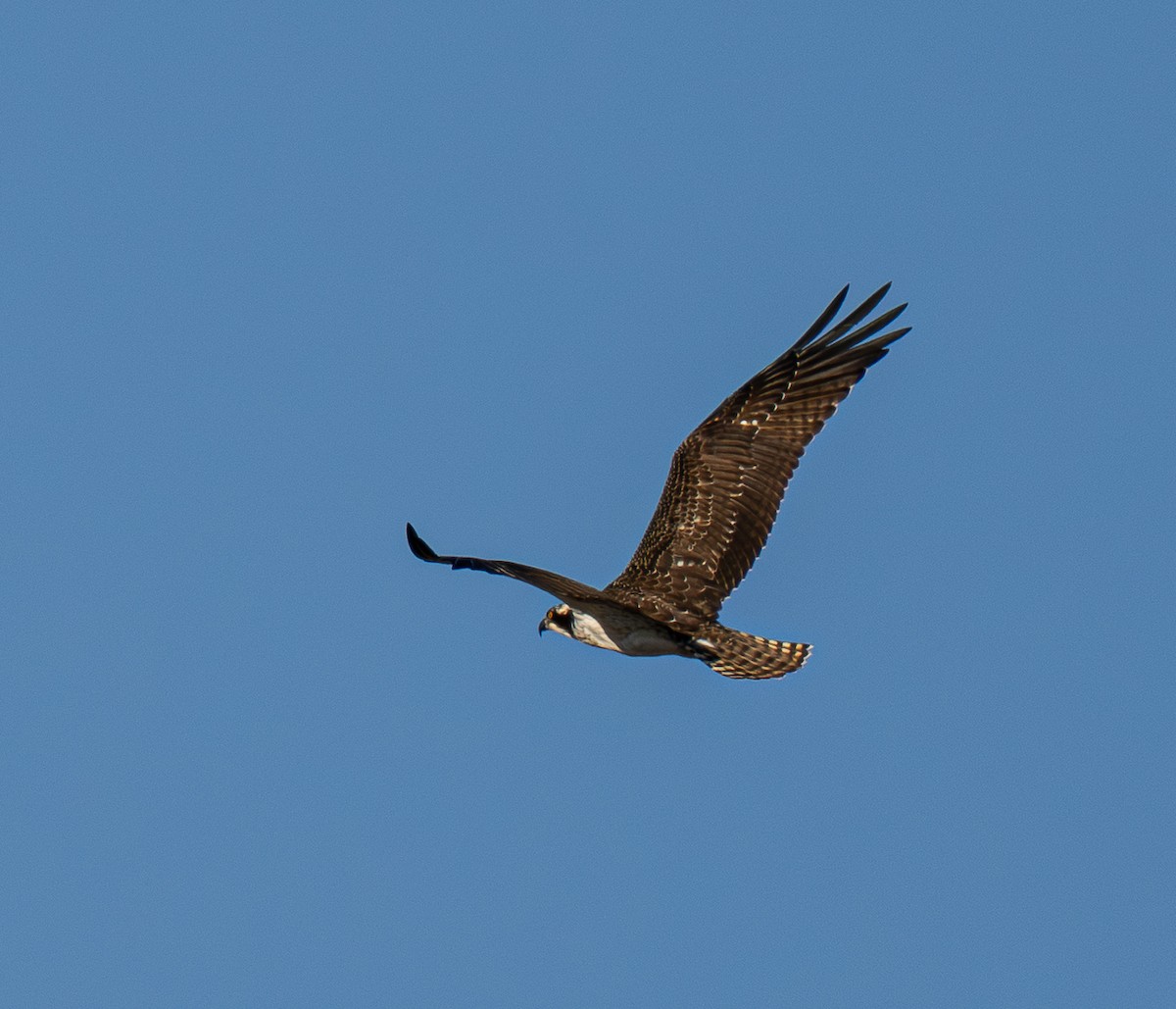 Osprey - ML647008722