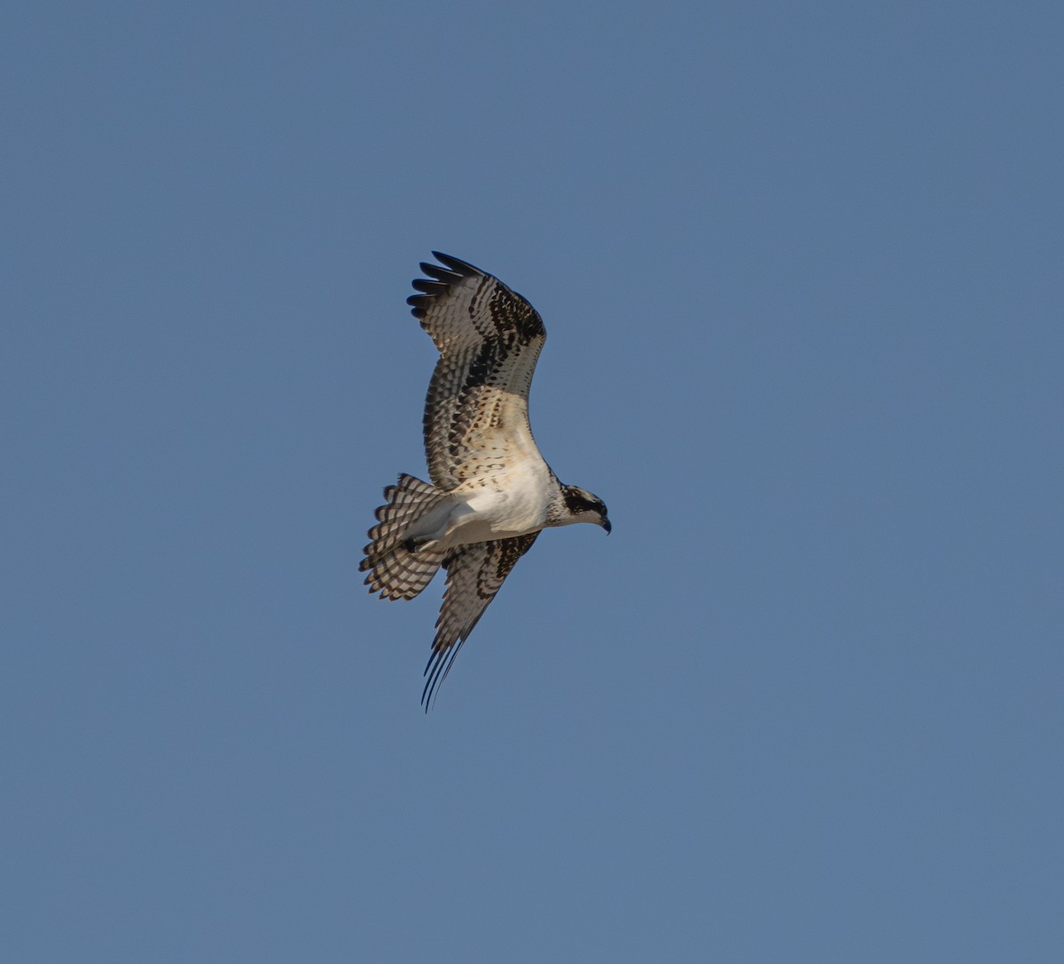 Osprey - ML647008724