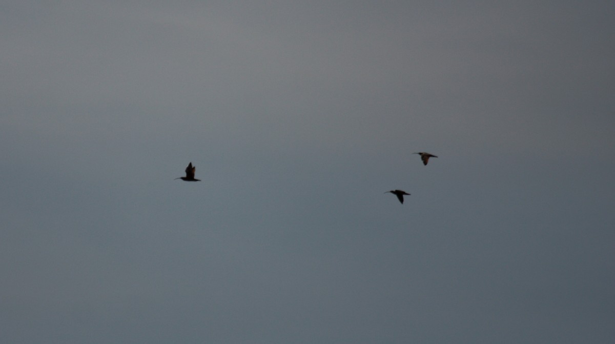 Кульон американський - ML647008725