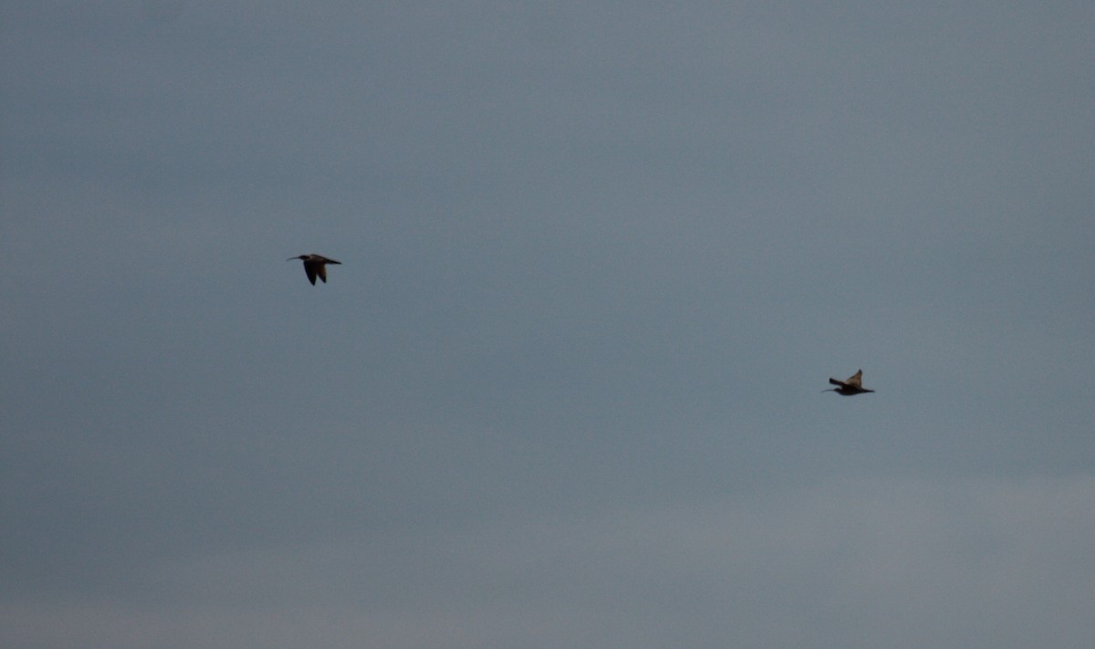 Кульон американський - ML647008726