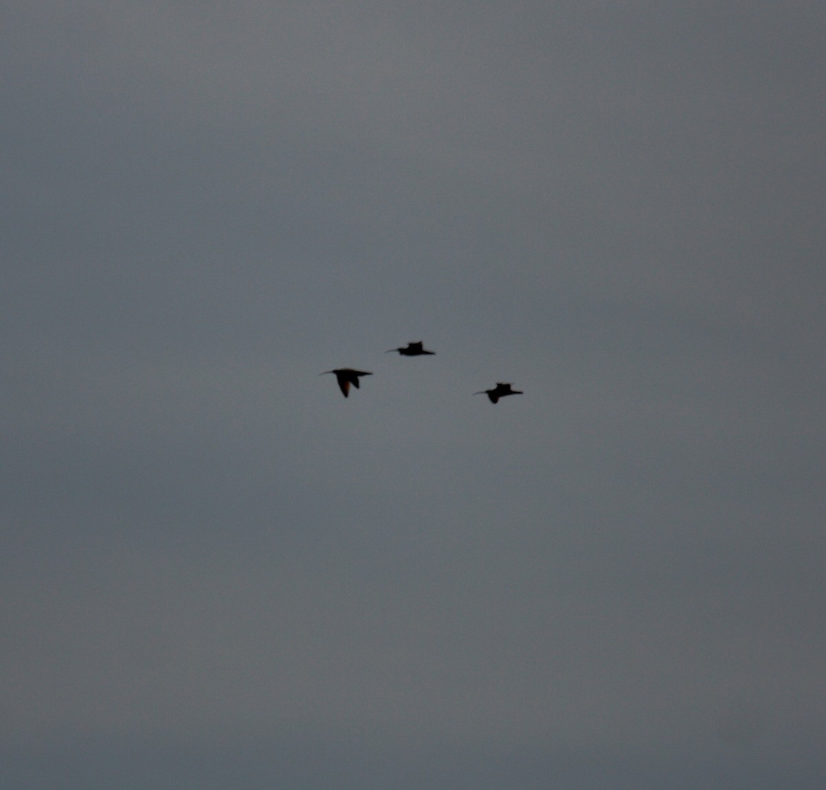 Кульон американський - ML647008727