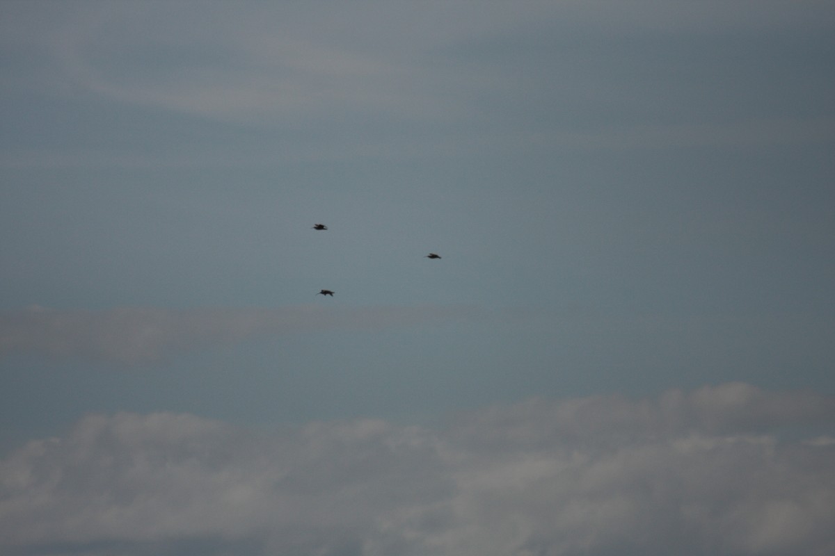 Кульон американський - ML647008728