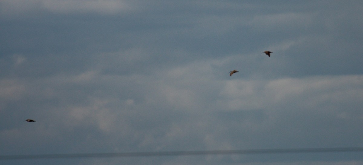 Кульон американський - ML647008729