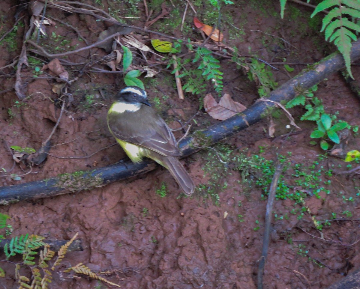 Social Flycatcher - ML647008733