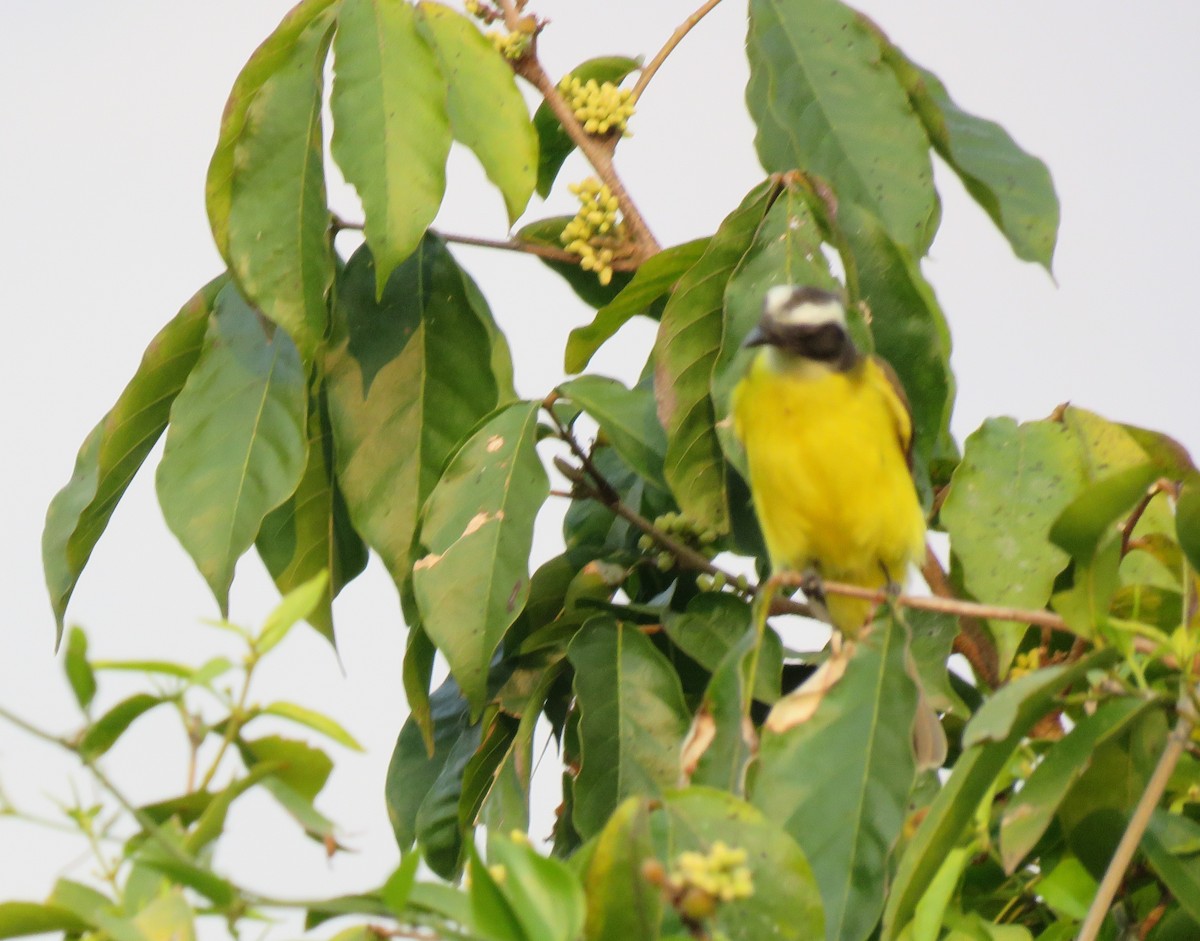Social Flycatcher - ML647008740