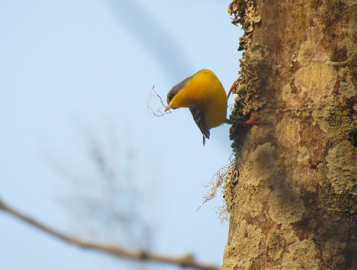 Tropical Parula - ML647008743