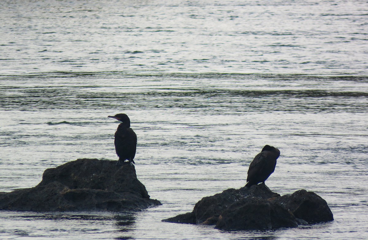Neotropic Cormorant - ML647008753