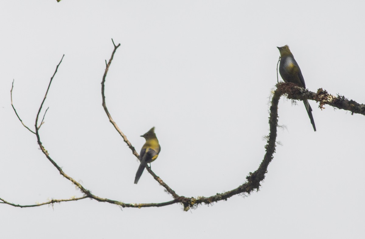 Long-tailed Silky-flycatcher - ML647008758