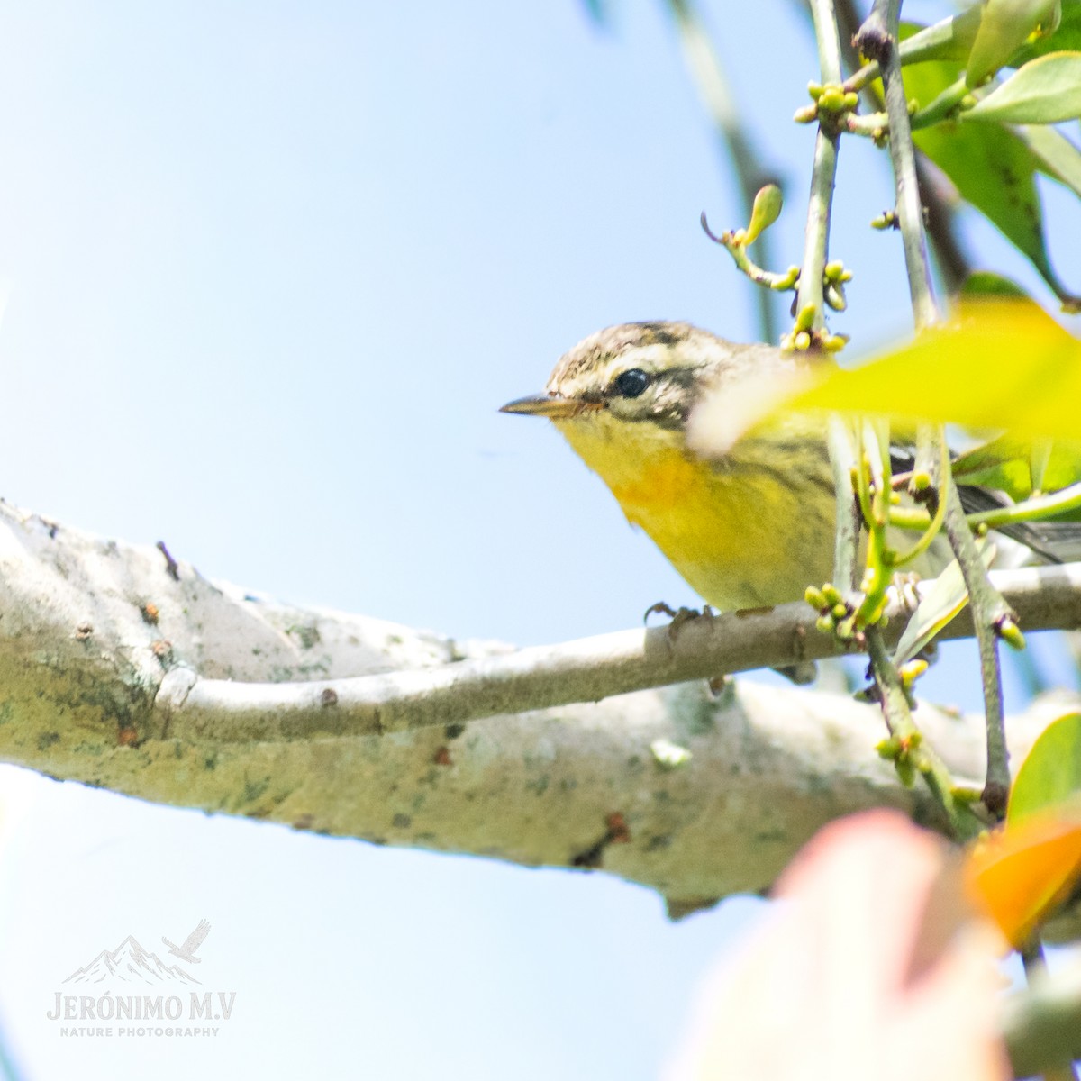 Blackburnian Warbler - ML647008762