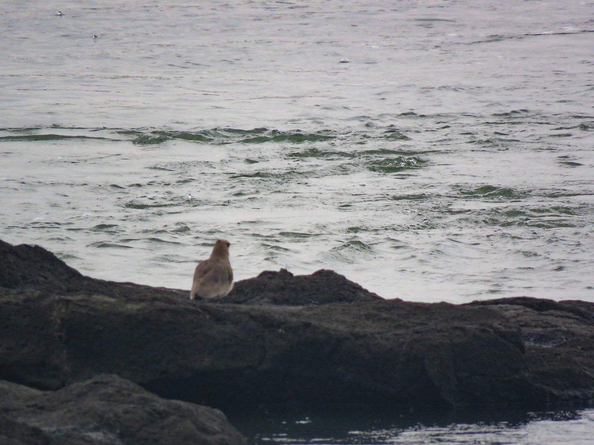 Southern Lapwing - ML647008764