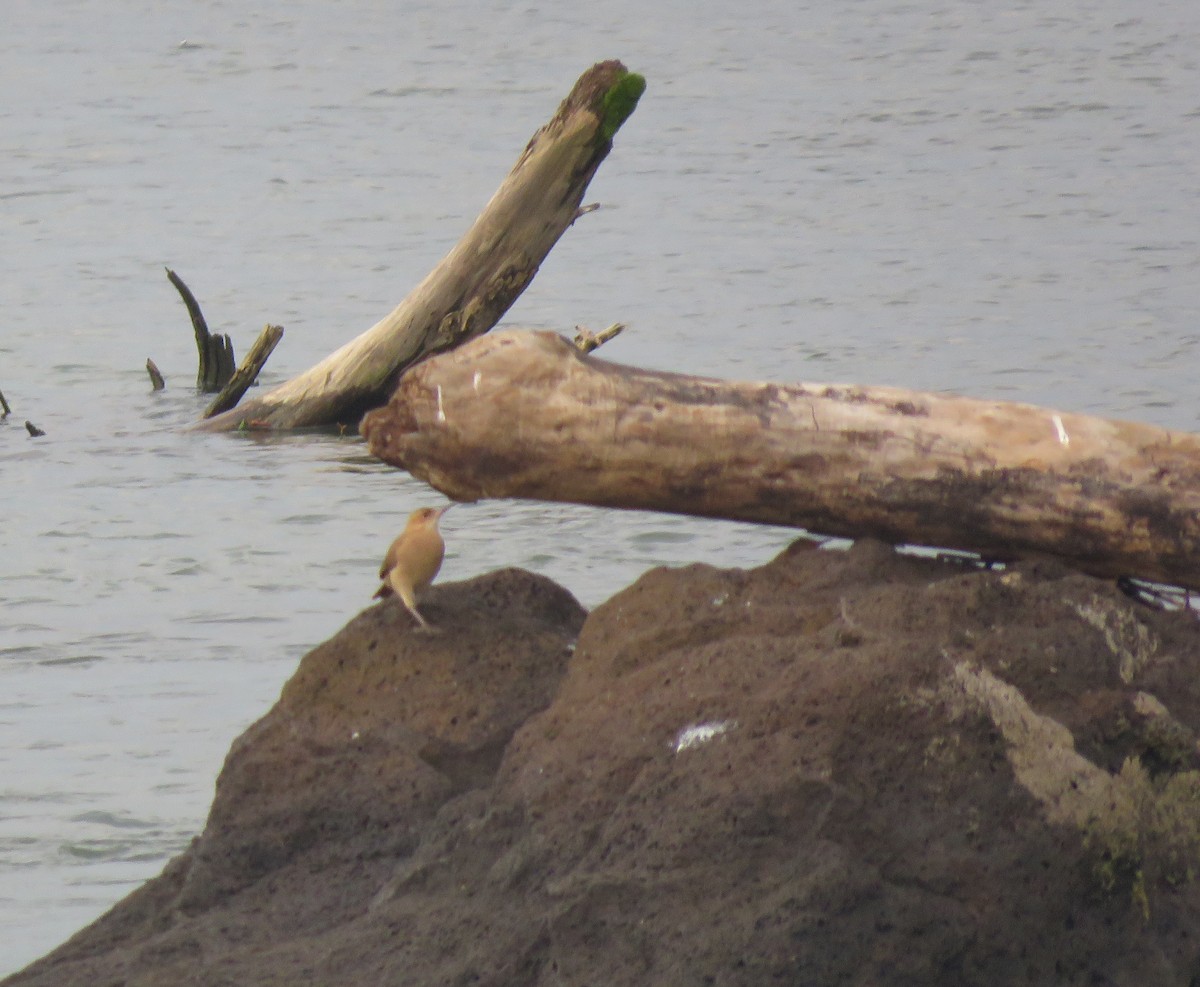 Rufous Hornero - ML647008768