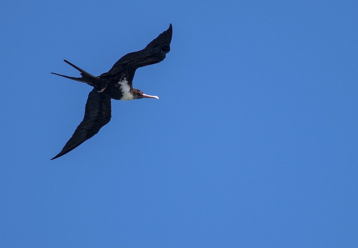 פריגט גדול - ML647008770