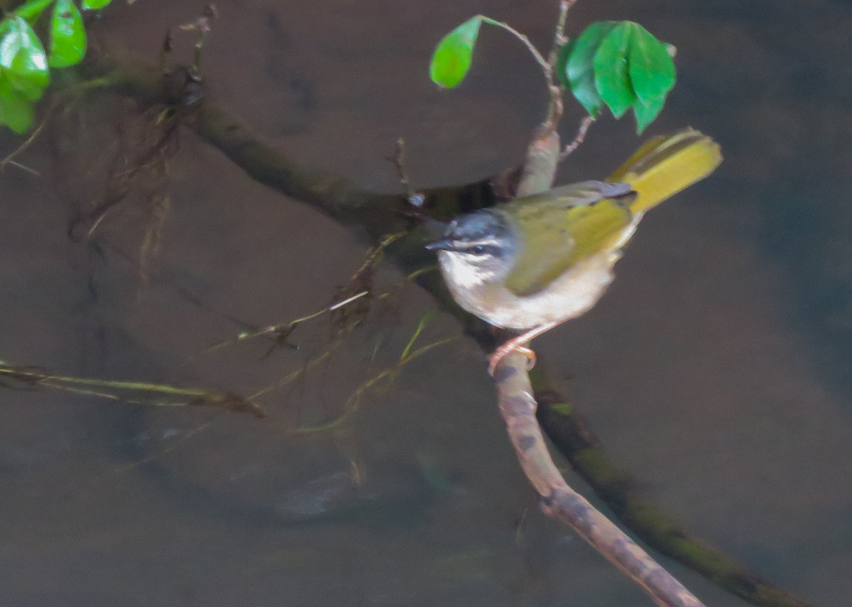 Riverbank Warbler - ML647008773