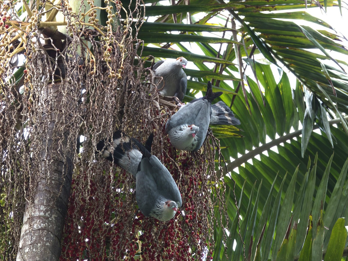 Topknot Pigeon - ML647008774