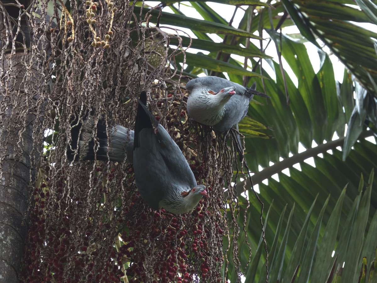 Topknot Pigeon - ML647008775