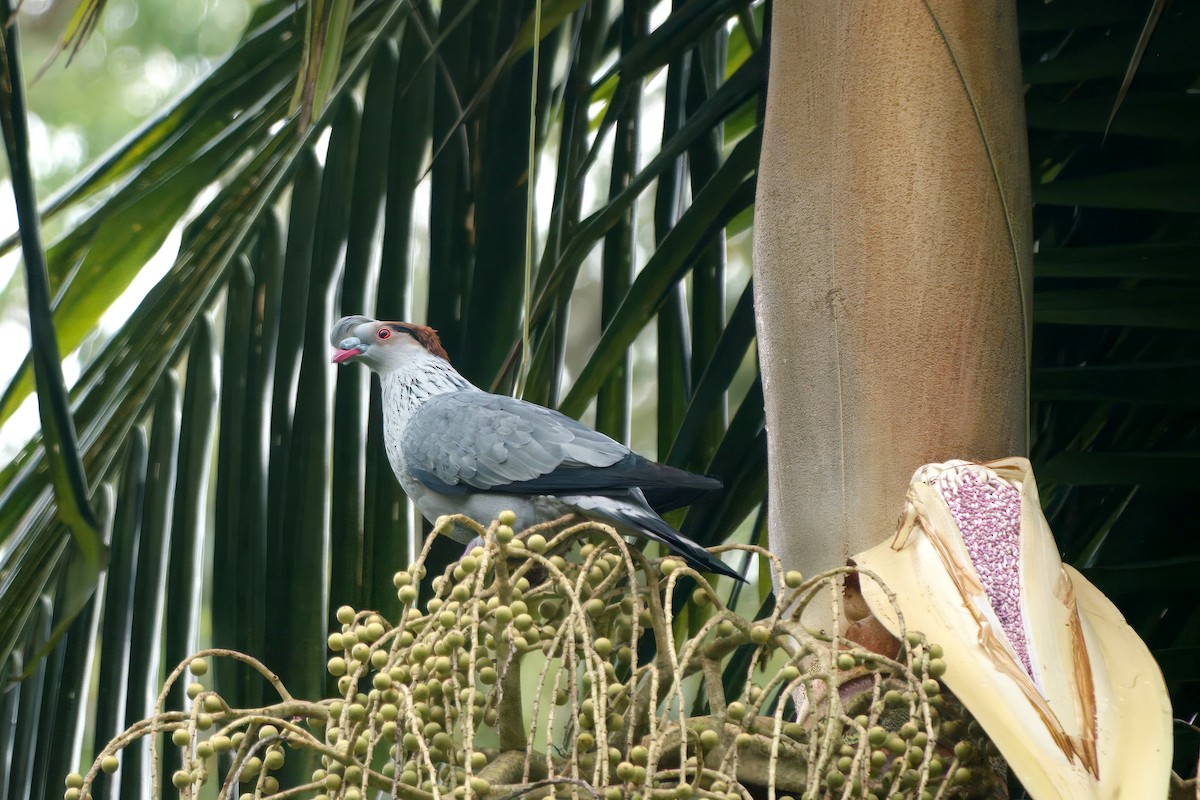 Topknot Pigeon - ML647008776