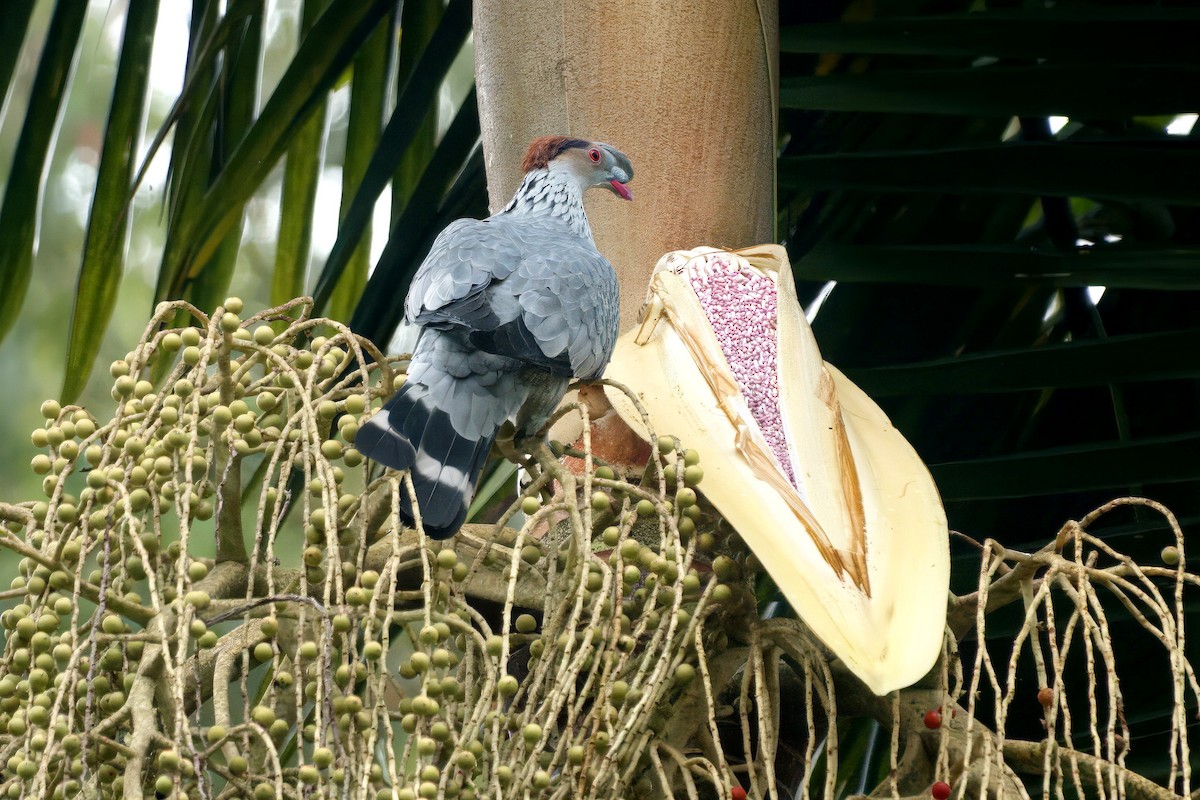 Topknot Pigeon - ML647008777