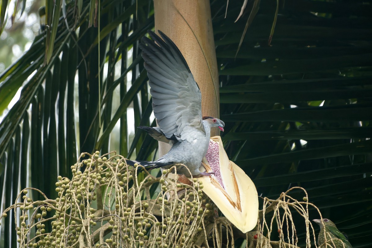 Topknot Pigeon - ML647008778