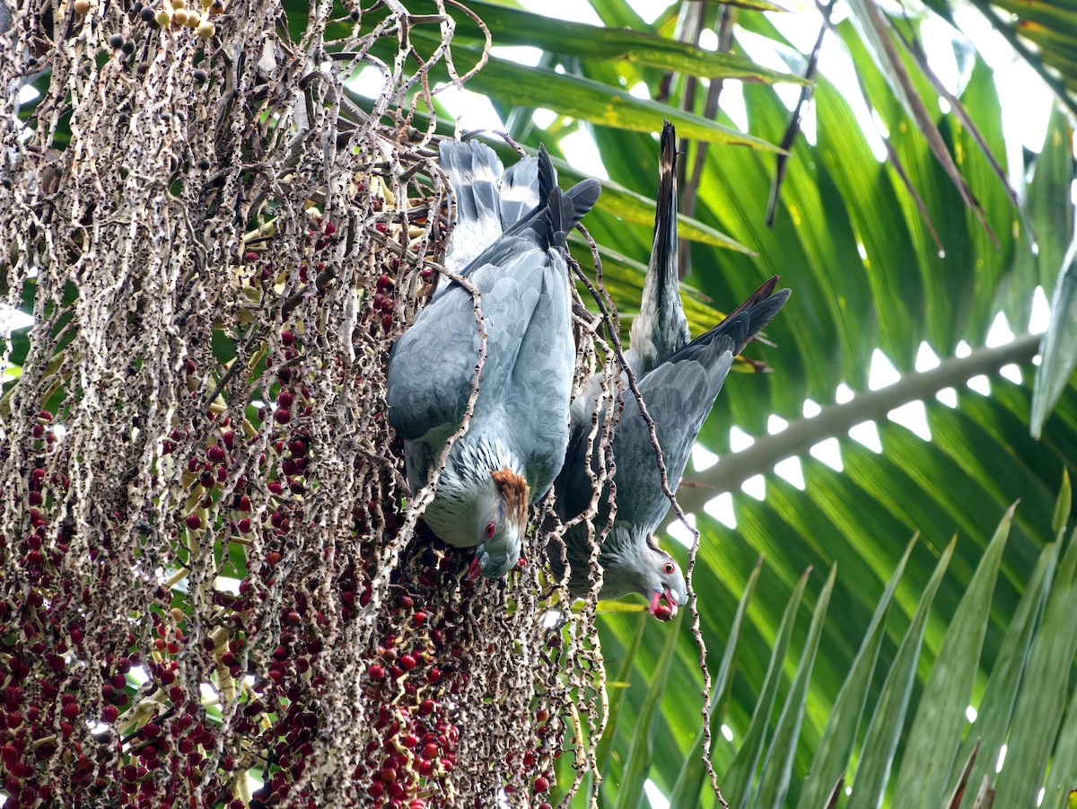 Topknot Pigeon - ML647008779