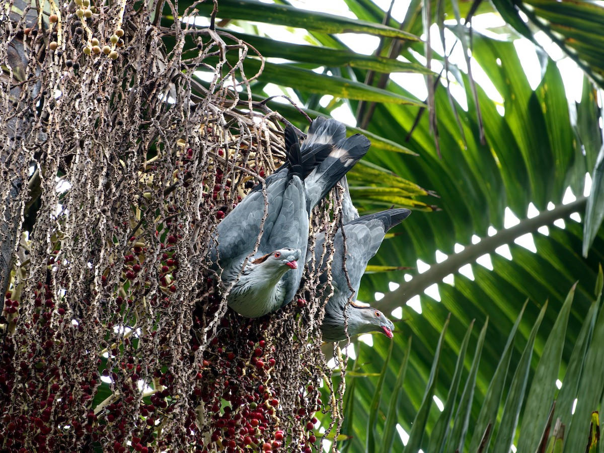 Topknot Pigeon - ML647008780