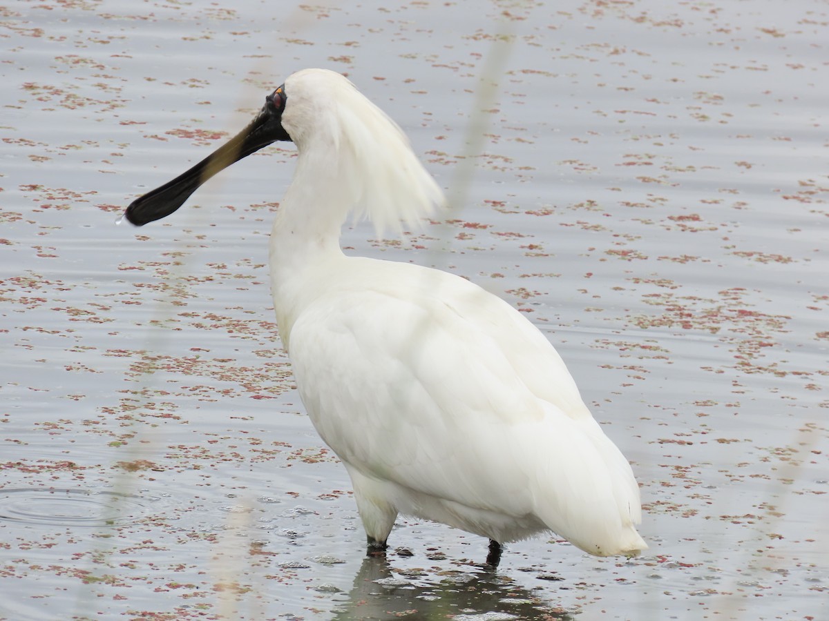 Königslöffler - ML647008781