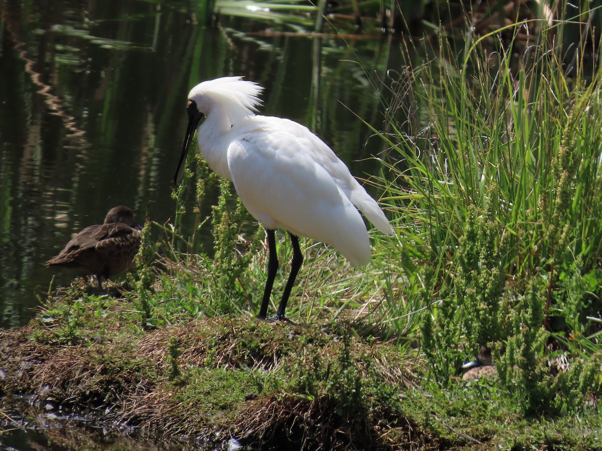 Königslöffler - ML647008782