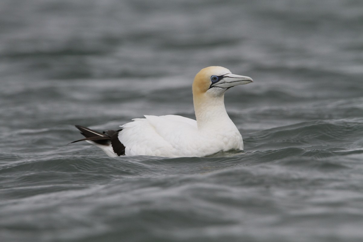 Australasian Gannet - ML647008787