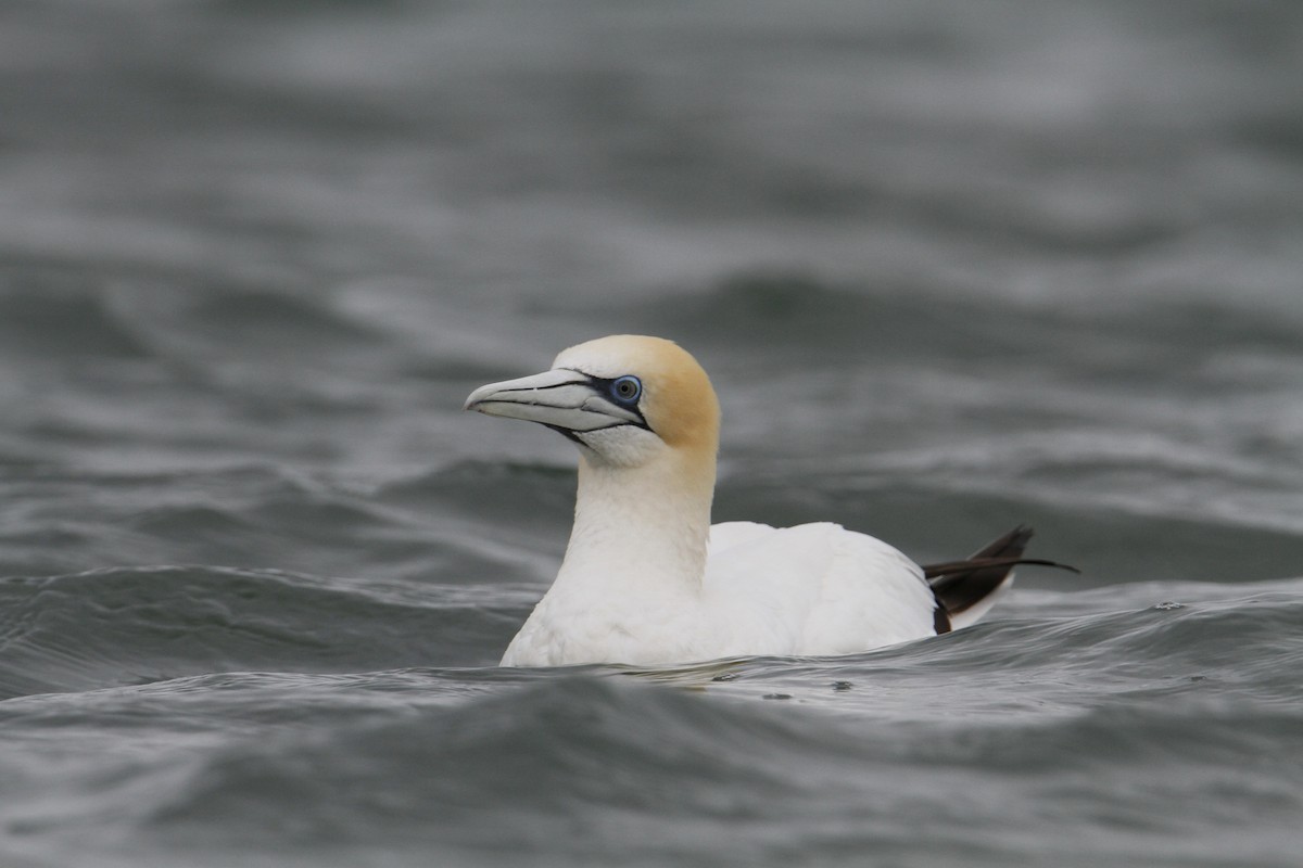Australasian Gannet - ML647008788
