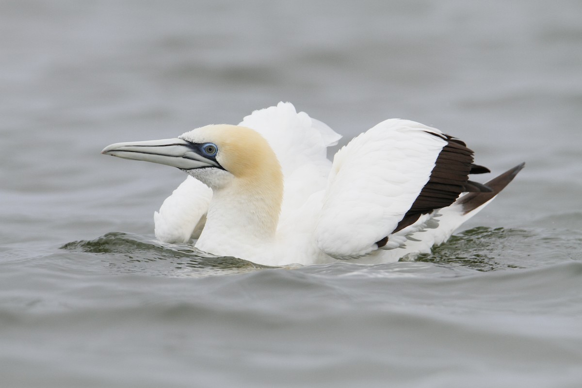 Australasian Gannet - ML647008789