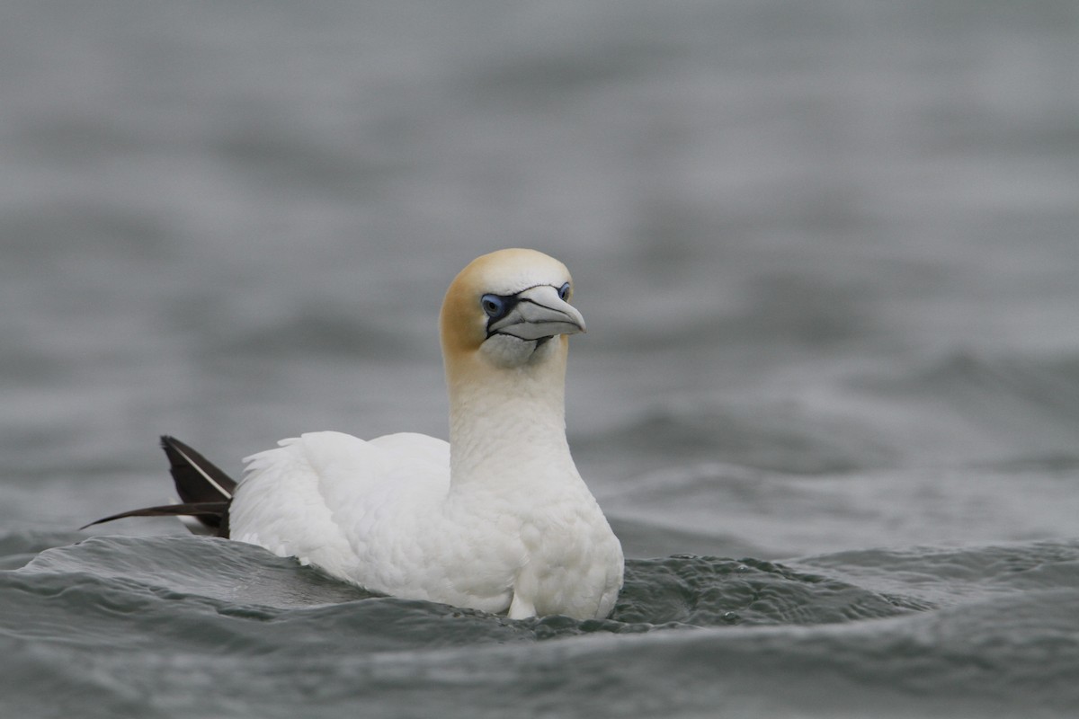 Australasian Gannet - ML647008790