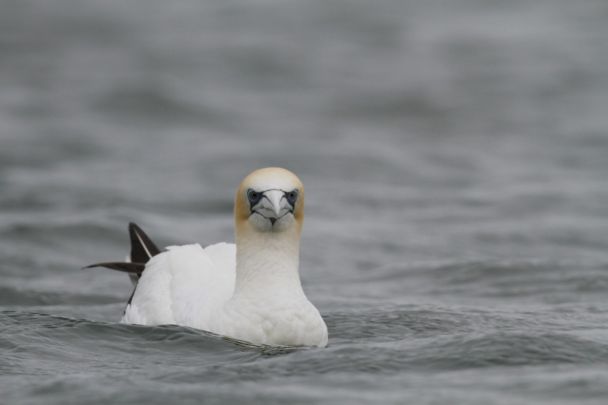 Australasian Gannet - ML647008791