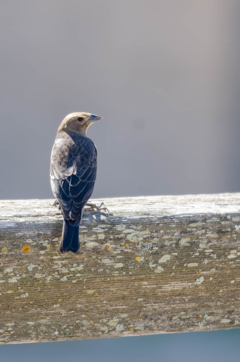 Brown-headed Cowbird - ML647008802
