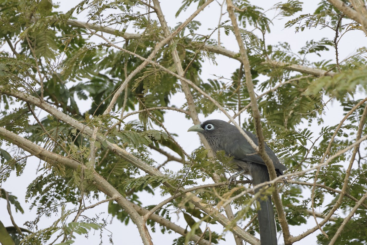 Blue-faced Malkoha - ML647008803