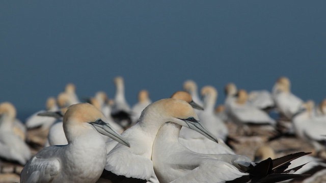 terej australský - ML647008810